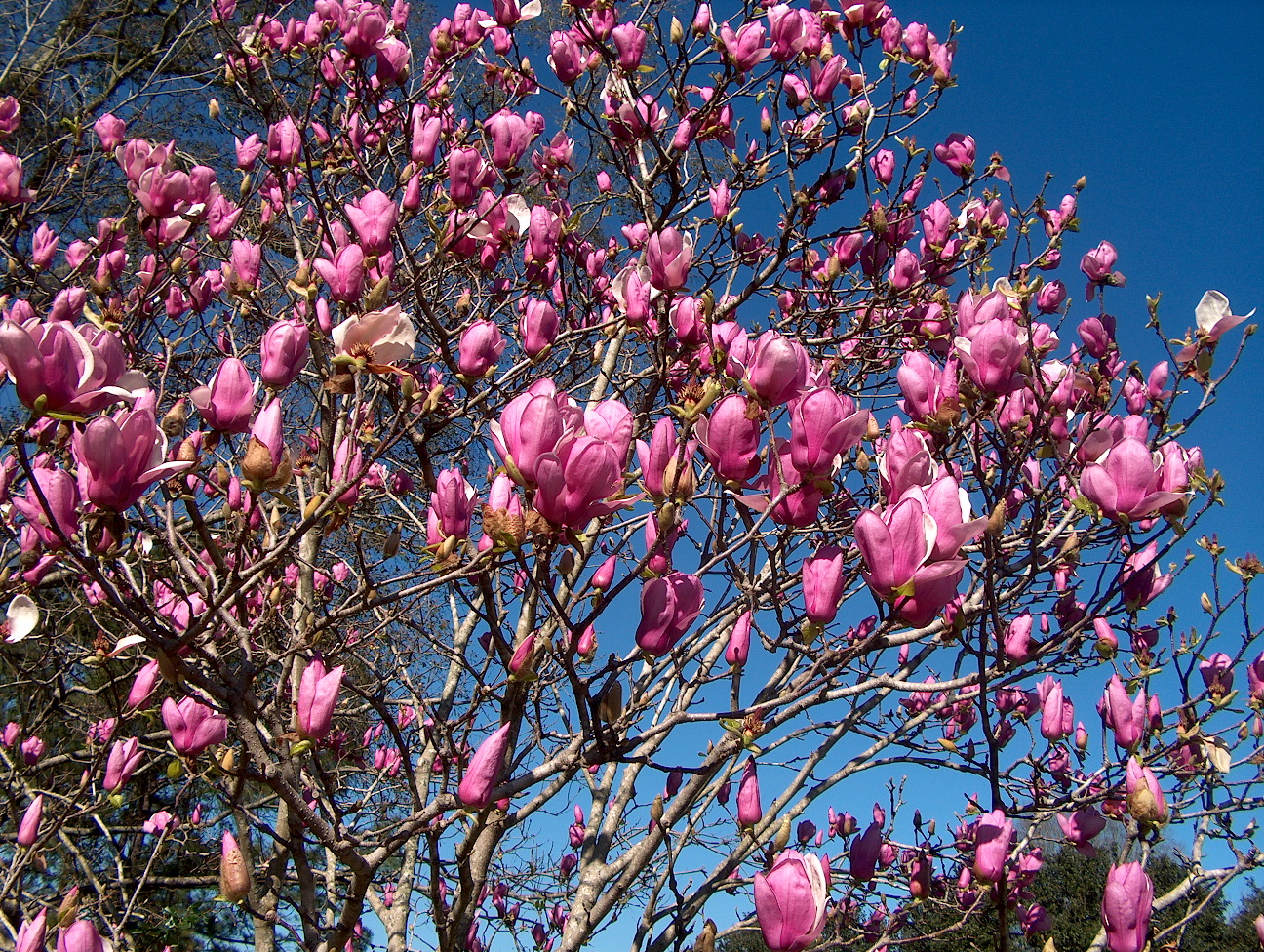 Online Plant Guide Magnolia x soulangiana 'Alexandrina' / Alexandria